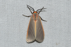 Pygarctia abdominalis