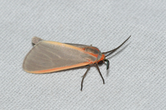 Pygarctia abdominalis
