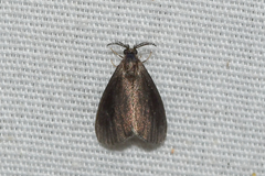 Cryptothelea gloverii