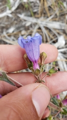 Penstemon laetus