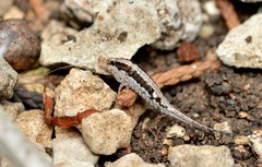 Meinertellidae