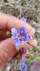Penstemon laetus