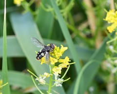 Sericomyia lata