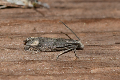 Epiblema minutana