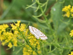 Eufidonia discospilata