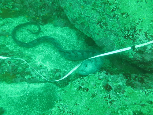 Anarrhichthys ocellatus