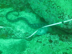 Anarrhichthys ocellatus