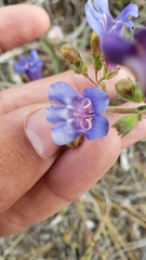 Penstemon laetus