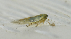 Macrosteles quadrilineatus