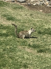 Otospermophilus beecheyi