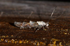 Mompha murtfeldtella