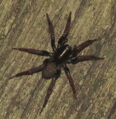 Arctosa rubicunda