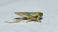 Macrosteles quadrilineatus