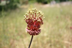 Allium amethystinum