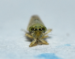 Macrosteles quadrilineatus