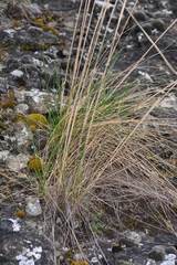 Stipa capillata