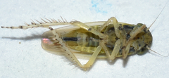 Macrosteles quadrilineatus