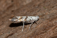 Cameraria hamadryadella