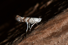 Cameraria hamadryadella