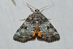 Catocala connubialis