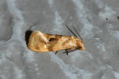 Gynnidomorpha romonana