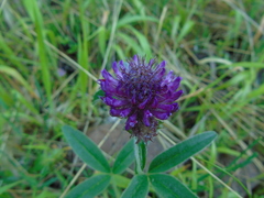 Trifolium alpestre