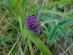 Trifolium alpestre