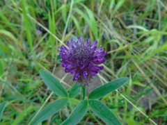 Trifolium alpestre
