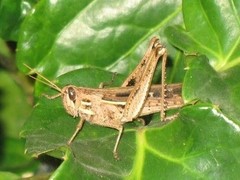 Schistocerca serialis