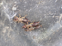 Forficula auricularia