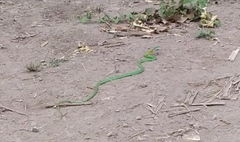 Leptophis diplotropis
