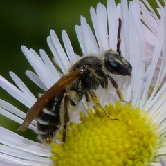 Andrena nasonii