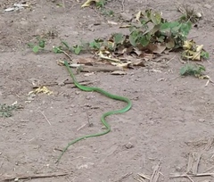 Leptophis diplotropis