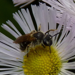 Andrena nasonii