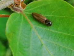 Agriotes acuminatus
