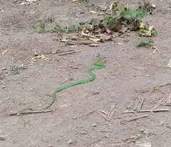 Leptophis diplotropis