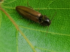 Agriotes acuminatus