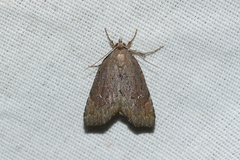Cutina albopunctella