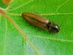 Agriotes acuminatus
