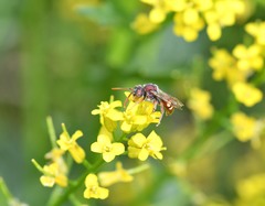 Nomada cuneata