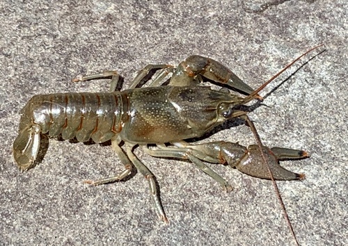 Rusty Crayfish, photo 9 of 10
