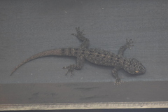 Gekko monarchus