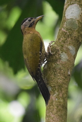 Picus vittatus