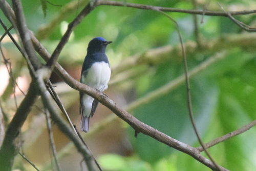Blue-and-white Flycatcher