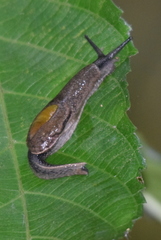 Parmarion