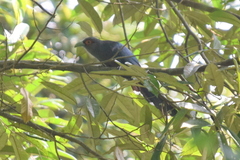 Phaenicophaeus sumatranus