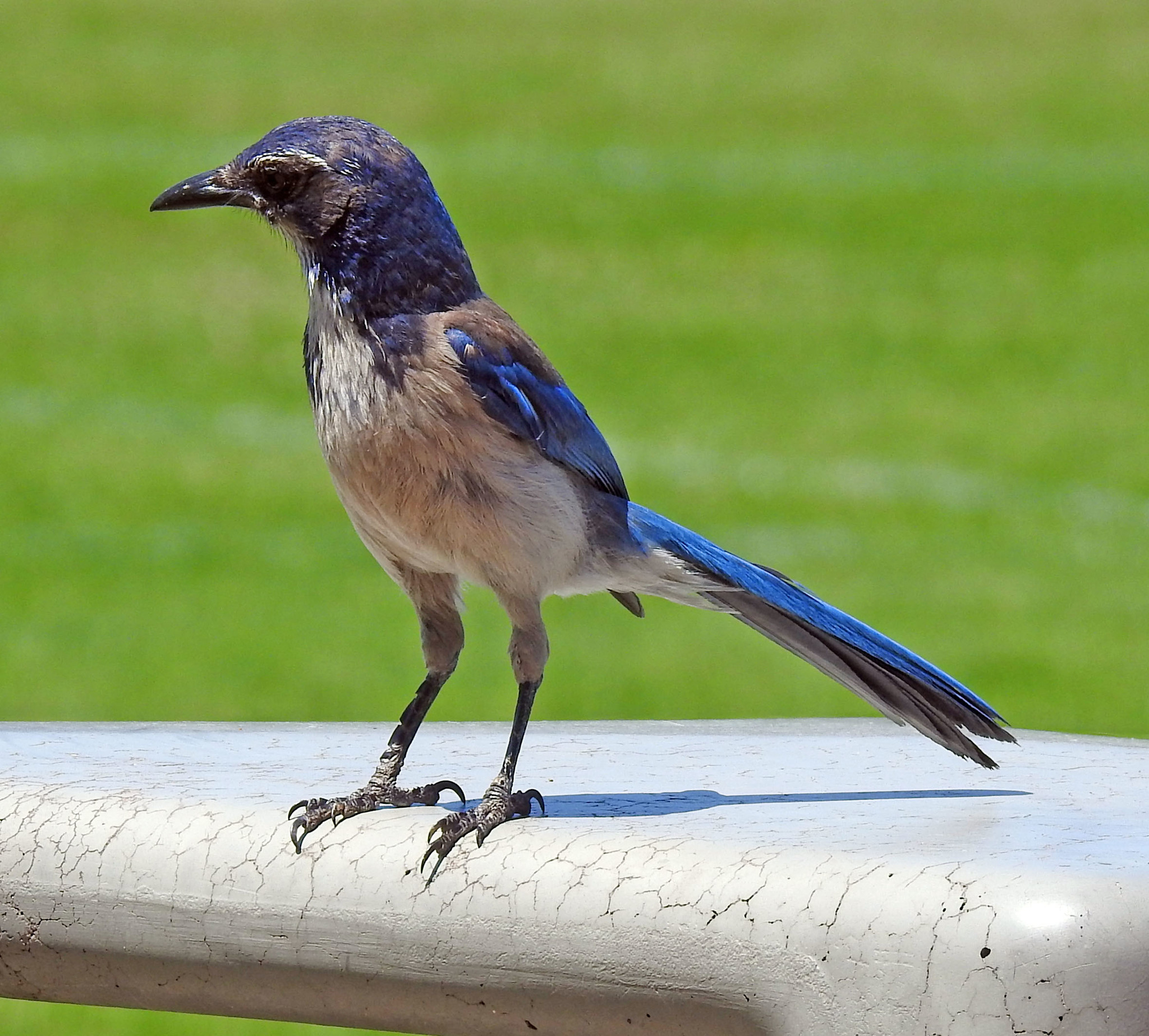 Meet the California Scrub-Jay — Sacramento Audubon Society