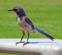 California Scrub-Jay photo 6