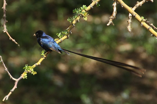 Steel-blue Whydah (Vidua hypocherina)