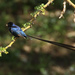 Steel-blue Whydah - Photo (c) Demetrius John Kessy, some rights reserved (CC BY)